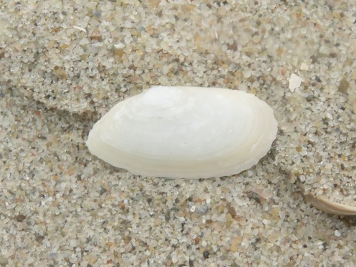 Representative image of Abra prismatica