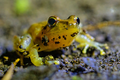 Diasporus diastema