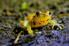Diasporus diastema