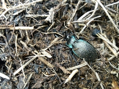 Carabus amplipennis
