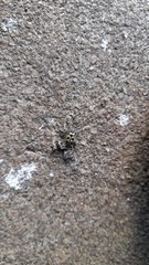 Astylus atromaculatus