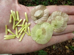 Calycobolus parviflorus