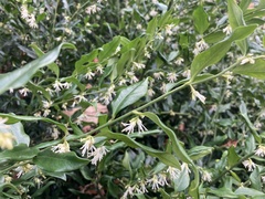 Sarcococca