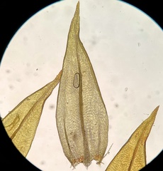 Helodium paludosum