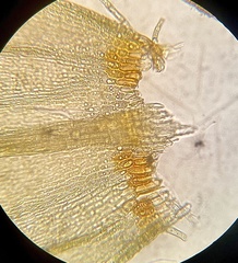 Helodium paludosum