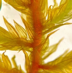 Helodium paludosum