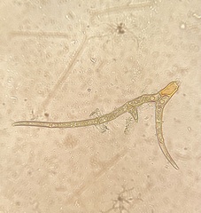 Helodium paludosum