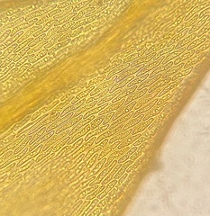 Helodium paludosum