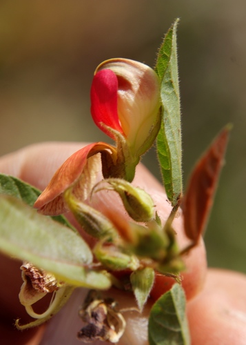 Image of Rhynchosia monophylla by (c) Tony Rebelo, some rights reserved (CC BY-SA)