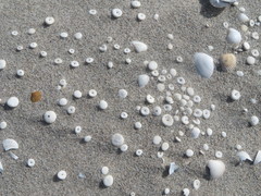 Echinocyamus pusillus