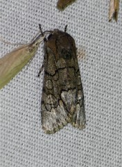Sympistis sectilis