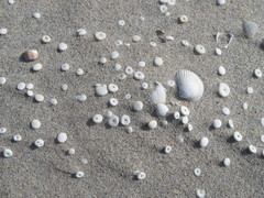 Echinocyamus pusillus