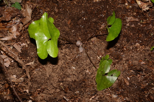 Image of Asarum finzelii by (c) Brian Finzel, some rights reserved (CC BY-SA)