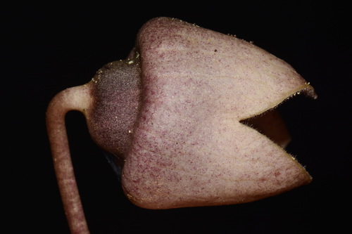 Image of Asarum finzelii by (c) Brian Finzel, some rights reserved (CC BY-SA)