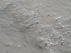 Echinocyamus pusillus