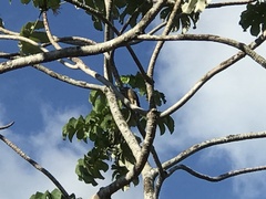 Rupornis magnirostris