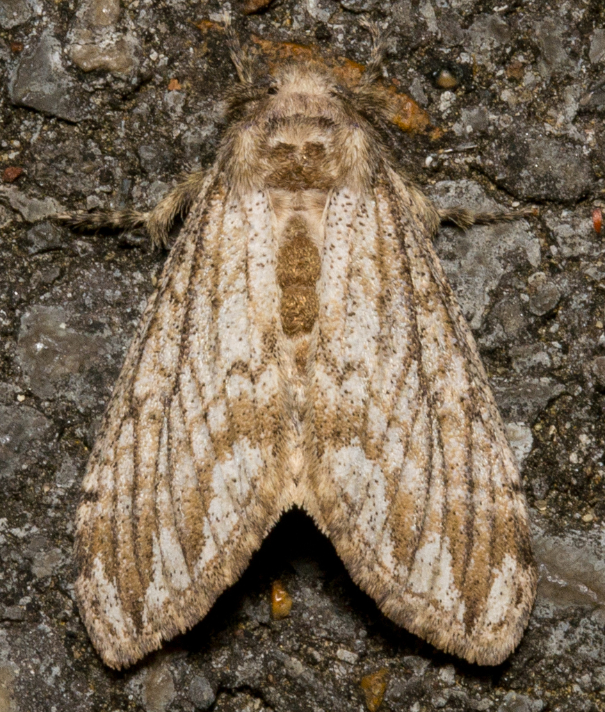 Dasychira atrivenosa