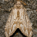 Dasychira atrivenosa - Photo (c) Stott Noble, algunos derechos reservados (CC BY-NC), subido por Stott Noble