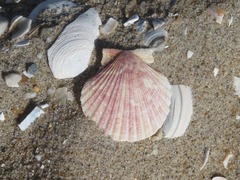 Aequipecten opercularis