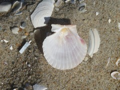 Aequipecten opercularis