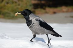 Corvus cornix