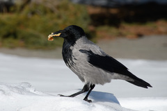 Corvus cornix