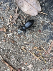 Coelocnemis dilaticollis