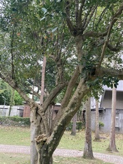 Suregada aequorea