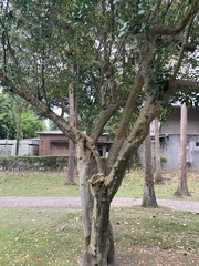 Suregada aequorea