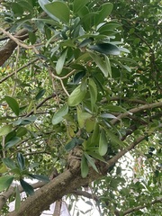 Suregada aequorea