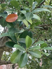 Suregada aequorea