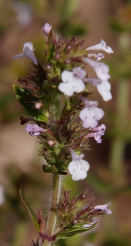 Image of Micromeria imbricata by (c) Tony Rebelo, some rights reserved (CC BY-SA)