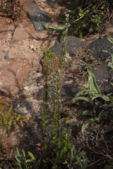 Micromeria imbricata image