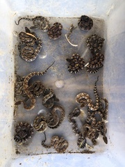 Bothrocophias microphthalmus