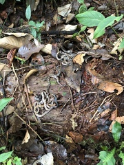 Bothrocophias microphthalmus