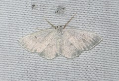 Acratodes suavata