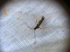 Cyllecoris histrionius