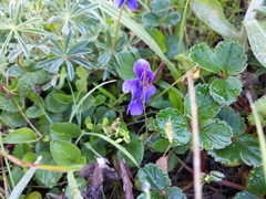 Viola adunca adunca