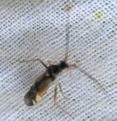 Cyllecoris histrionius