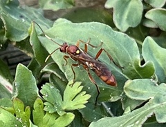 Trogomorpha arrogans