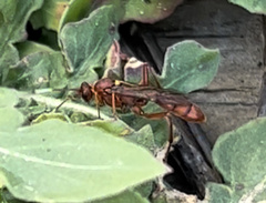 Trogomorpha arrogans