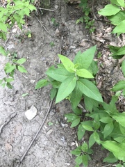 Silphium integrifolium