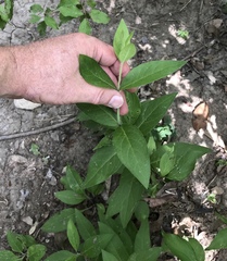 Silphium integrifolium