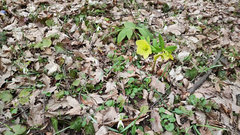 Helleborus odorus