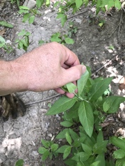 Silphium integrifolium