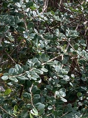 Ficus microcarpa latifolia