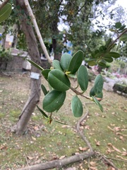 Ficus microcarpa latifolia