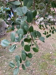 Ficus microcarpa latifolia