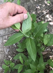 Silphium integrifolium
