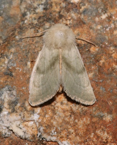 iNaturalist observation photo of Pale Nocloa
